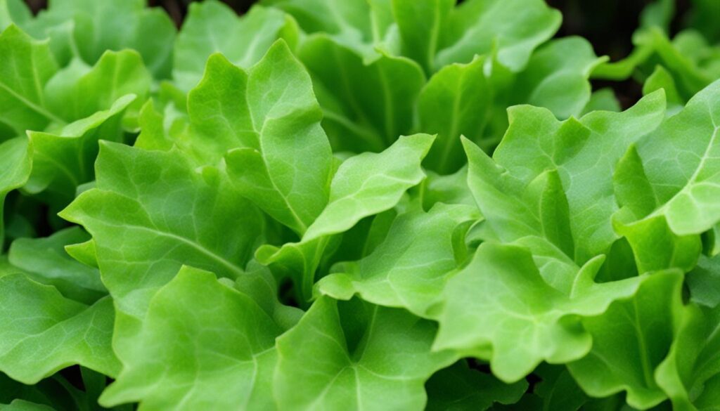 how to identify wild lettuce